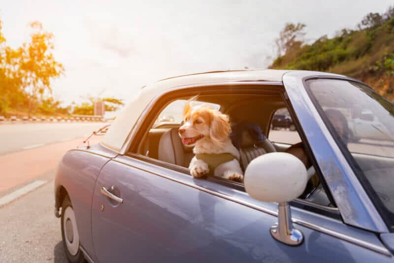 puppy on car window riding