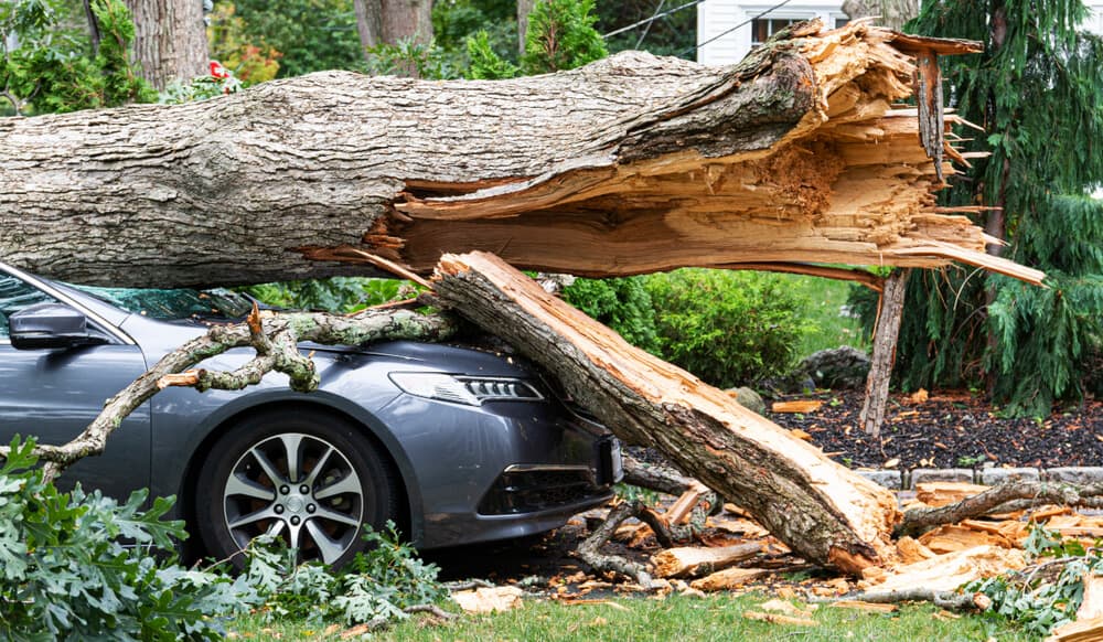 car smashed by tree in hurricane